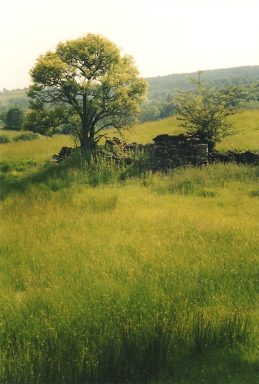 A photo of a meadow above Lake Windermere, Cumbria